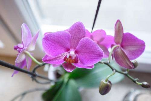 a group of pink orchid flowers in a vase at DuMalux Velvet in Subotica