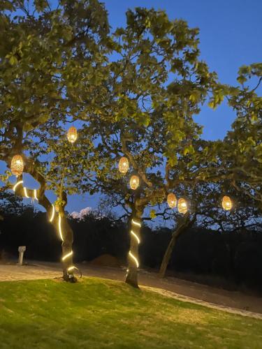 un grupo de árboles con luces en un parque por la noche en Cabaña Turemsa, en Mazamitla