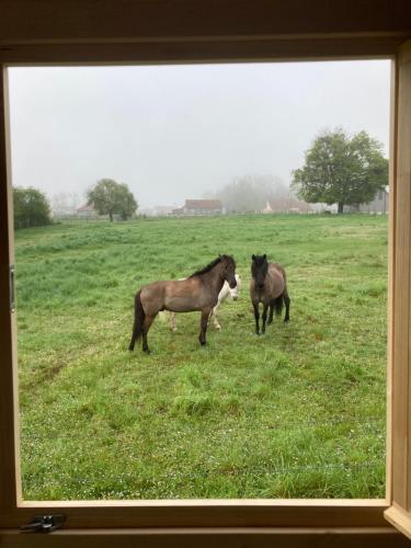 zwei Pferde auf einem Grasfeld in der Unterkunft La Roulotte de Loïs & Clara in Arc-en-Barrois