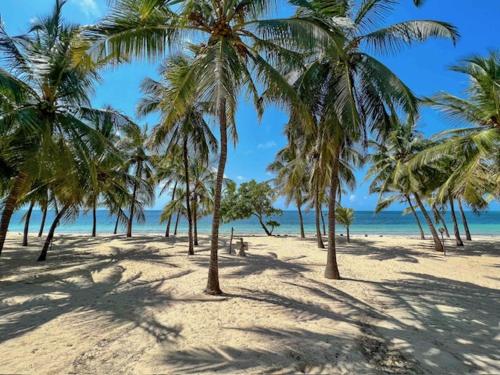 grupa palm na plaży z oceanem w obiekcie DIAMOND HAVEN in MALINDI w mieście Malindi