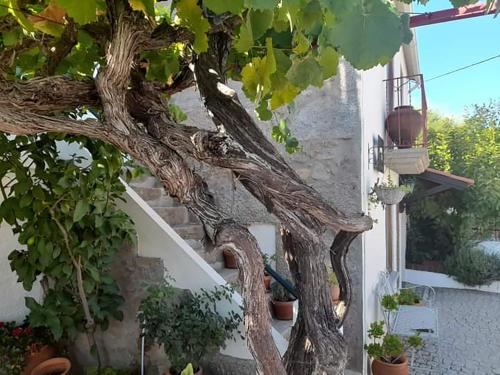 un ramo di un albero accanto a un edificio con piante in vaso di Casa do Alfaiate 