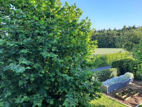 a view of a garden with a large tree at Ferienwohnung Rosi in Schleswig