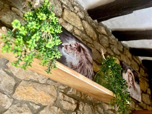 a picture of a cat on a stone wall at Apartamentos Nel I in Santillana del Mar