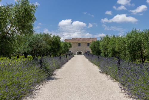 un camino que conduce a un edificio con un campo de lavanda en TENUTA FOGLIANI Resort & Natural Spa, en Visciano