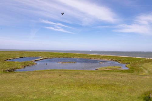 un uccello che vola su un campo con due pozzi d'acqua di Anker's Hörn - Hotel & Restaurant auf der Hallig Langeness a Langeness