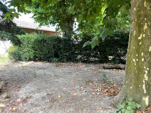 un árbol en un patio al lado de una casa en Le Clos des Cadots - Chambre, en Chaintré