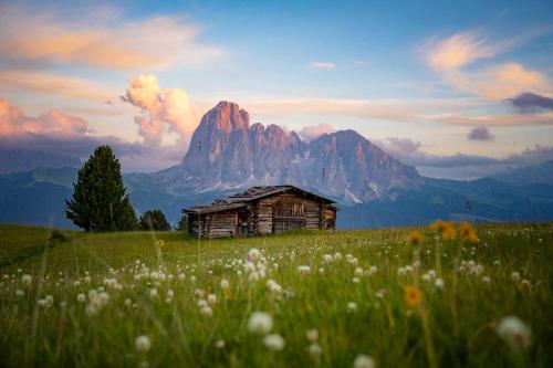 eine alte Hütte auf einem Blumenfeld mit einem Berg in der Unterkunft Sule Hof Agriturismo in St. Ulrich in Gröden