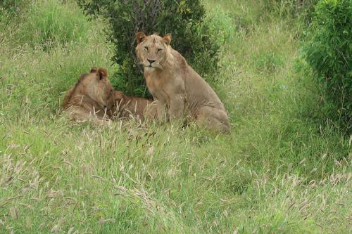 Animales en el hotel o alrededores