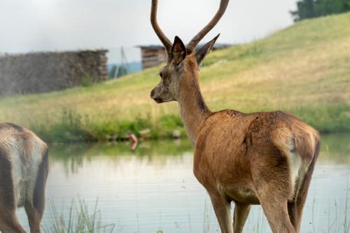 un cerf debout à côté d'une masse d'eau dans l'établissement Ubytování v soukromí v Šachu, à Volfířov