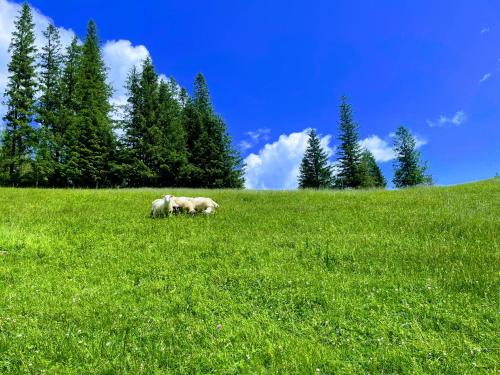 Peisaj natural din apropierea acestei pensiuni