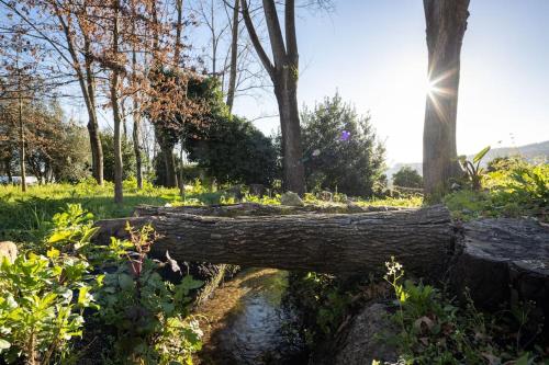 a fallen tree laying on the side of a creek at Casa Briteiros in Guimarães