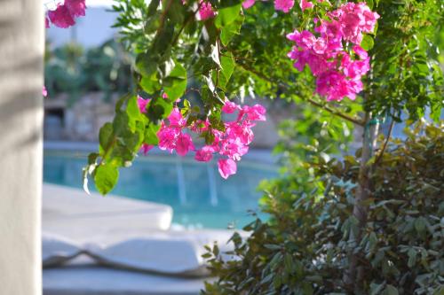 een bos roze bloemen hangend aan een struik bij Portes Houses in Koufonisia