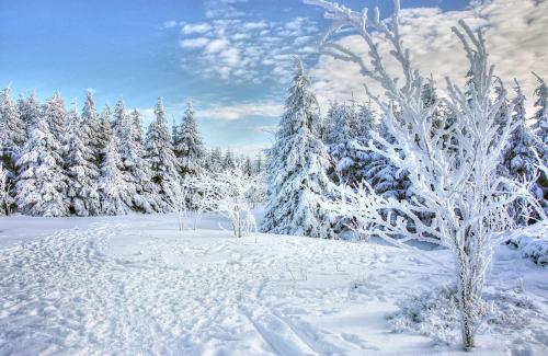 uma floresta coberta de neve com árvores cobertas de neve em Residence Nube D'Argento em Sestriere