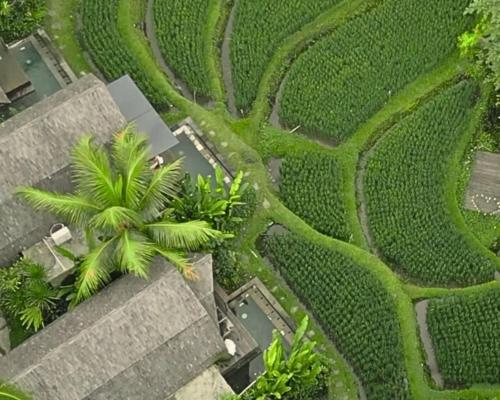 Vườn quanh Menzel Ubud