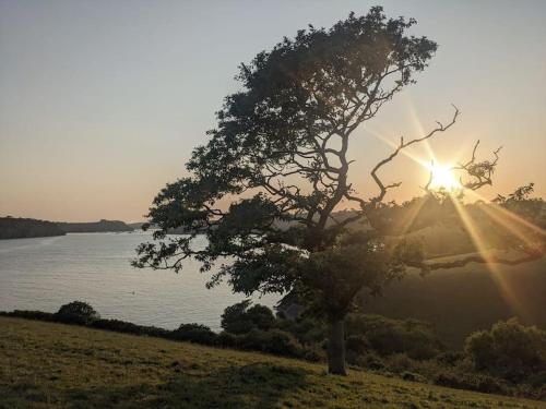 a tree in a field with the sun behind it at Modern cosy apartment walking distance to many cove beaches and coast path walks as well as the famous Helford river in Falmouth