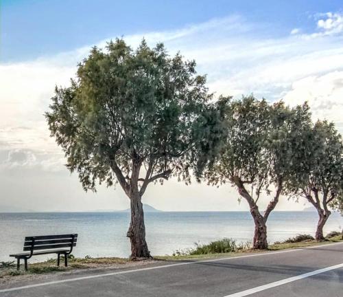 um banco sentado ao lado de duas árvores ao lado de uma estrada em Gemela AllstarBoutique in Aegina Z em Aegina Town