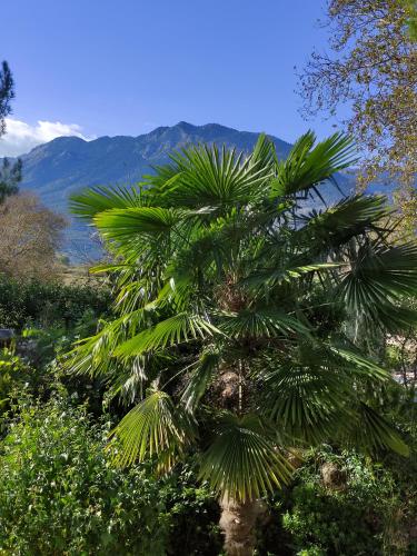 een palmboom met bergen op de achtergrond bij VILLA DOROTHY STUDIO in Delfoi