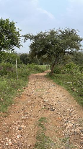 un camino de tierra en un campo con un árbol en Wild Valley Club, en Masinagudi