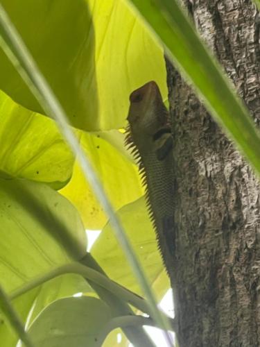 Animale la sau în apropiere de acest hotel