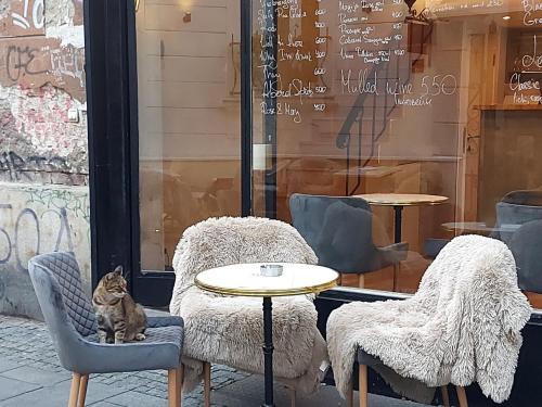 un chat assis sur une chaise devant une table dans l'établissement Villa Skadarlija, à Belgrade