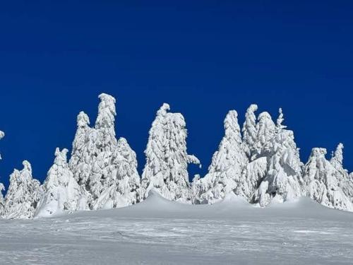 un gruppo di alberi ricoperti di neve di Ski hotel DOBRODOLAC a Kopaonik