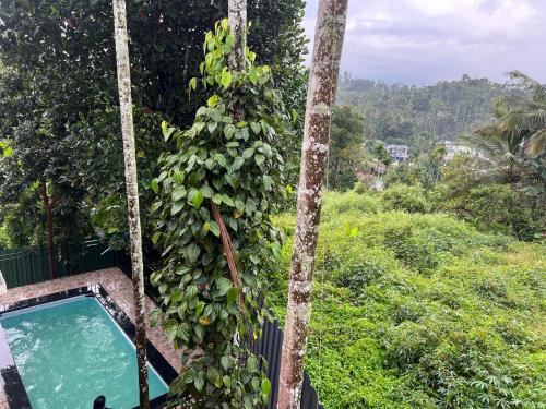 a ivy covered tree next to a swimming pool at Easy Inn Wayanad in Kaniyāmbetta