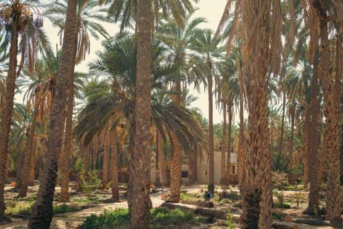 plantation de palmiers devant un bâtiment dans l'établissement Villa Taouzert, à Tozeur