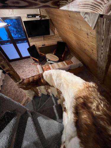 - une vue sur un chien posé à même le sol dans une chambre dans l'établissement Apartamenty i Domki Taterka, à Kościelisko