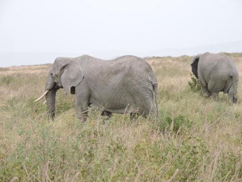 dois elefantes a caminhar num campo de relva alta em UPENDO SAFARI LODGe em Karatu