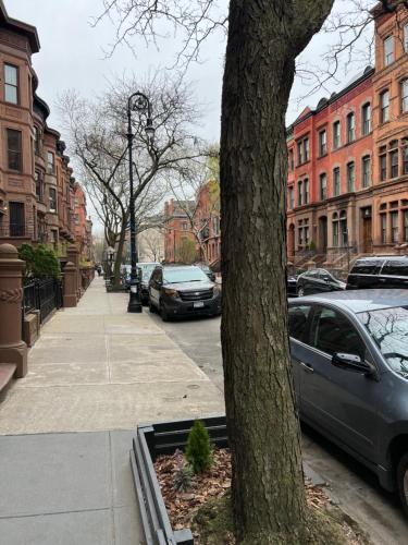 een boom in een stadsstraat met geparkeerde auto's bij Soul Food 'Mont Morris' in New York