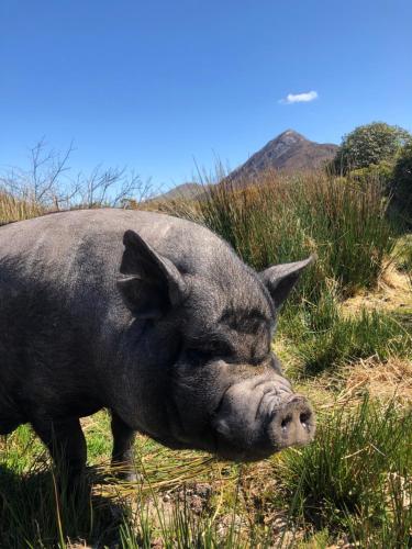 Animales en la casa vacacional o alrededores