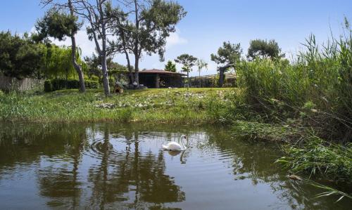 um cisne a nadar num lago num parque em Hilton Dalaman Sarigerme Resort & Spa em Dalaman