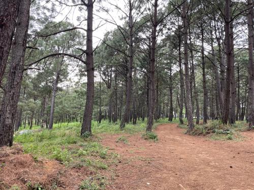 un camino de tierra en un bosque con árboles en Las Nubes, en Mazamitla