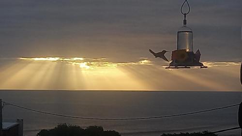 een vogel die bovenop een gebouw zit met de zon in de lucht bij Agua Corazones in San Luis