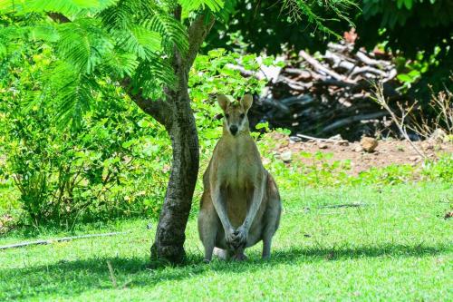 Ein Känguru steht neben einem Baum in der Unterkunft Poinciana 105 in Hamilton Island