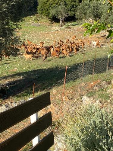 Fotografia z galérie ubytovania Diakopi Villa v destinácii Skopelos