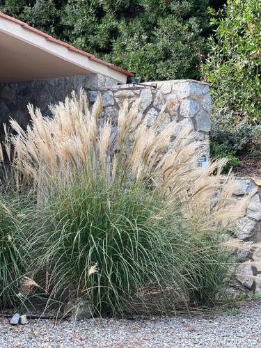 a patch of tall grass next to a stone wall at La Mandorla Salata in Capoliveri