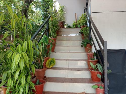 a staircase with a bunch of potted plants at Eve's appartment in Meppādi