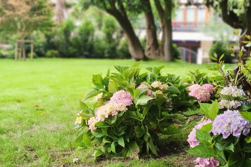 een bosje roze bloemen in een park bij Le Petit Apartamentos in Santander