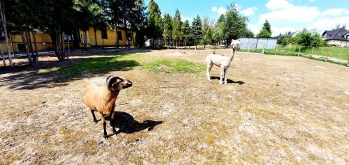 Zvieratá v hoteli alebo blízkom okolí