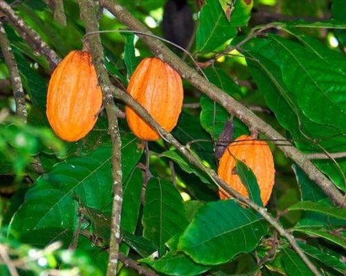 Mynd úr myndasafni af L'îlet cacao í Le Gosier