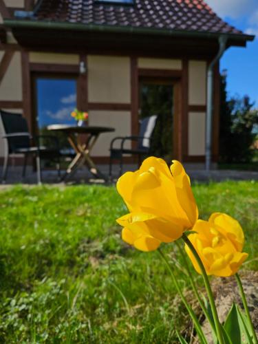 a yellow flower in the grass in front of a house at Ferienwohnung Peetsch am See in Mirow