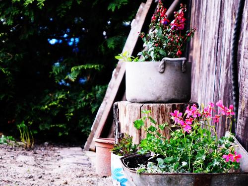 quelques plantes en pot assises au sommet d'une échelle dans l'établissement Ranczo Tomaszówka Domek w Polu, 