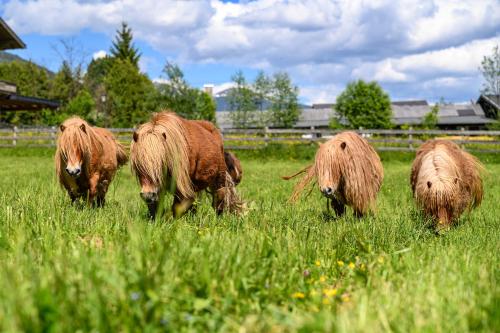 un groupe d’animaux herbivores dans l'établissement Hotel der Wolkensteinbär, à Bramberg am Wildkogel