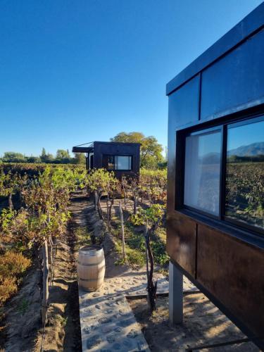 ein Haus inmitten eines Weinbergs in der Unterkunft El Porvenir Wine Lodge in Cafayate