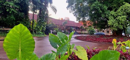 un jardin avec des feuilles vertes en face d'une maison dans l'établissement Hotel Raices Esturion, à Puerto Iguazú