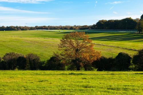 ein grünes Feld mit einem Baum in der Mitte in der Unterkunft Holiday Inn Express London - Epsom Downs, an IHG Hotel in Epsom