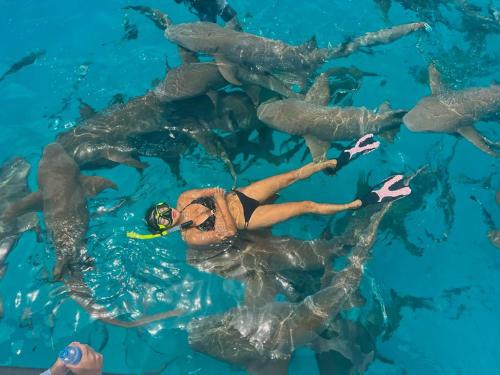 een vrouw in een groep dolfijnen in het water bij Chambao Maldives in Guraidhoo