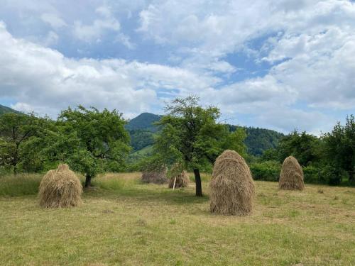 un gruppo di pagliai in un campo alberato di Nad Cheremoshem a Tyudov