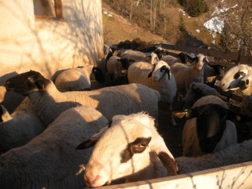 Animales en el departamento o alrededores